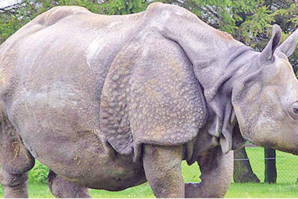 साउनयता नौ गैंडाले गुमाए ज्यान